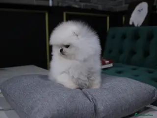 Pomeranian dogs Amazing pure white KC puppies looking for lovely🏠 - Advert 11