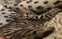 Mixed Breed cats for sale: 4 beautiful kittens  - Image 18