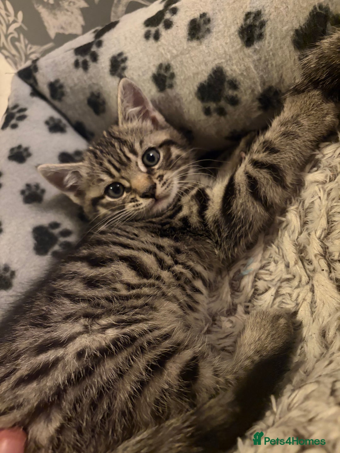 Mixed Breed cats for sale: 4 beautiful kittens  - Image 18