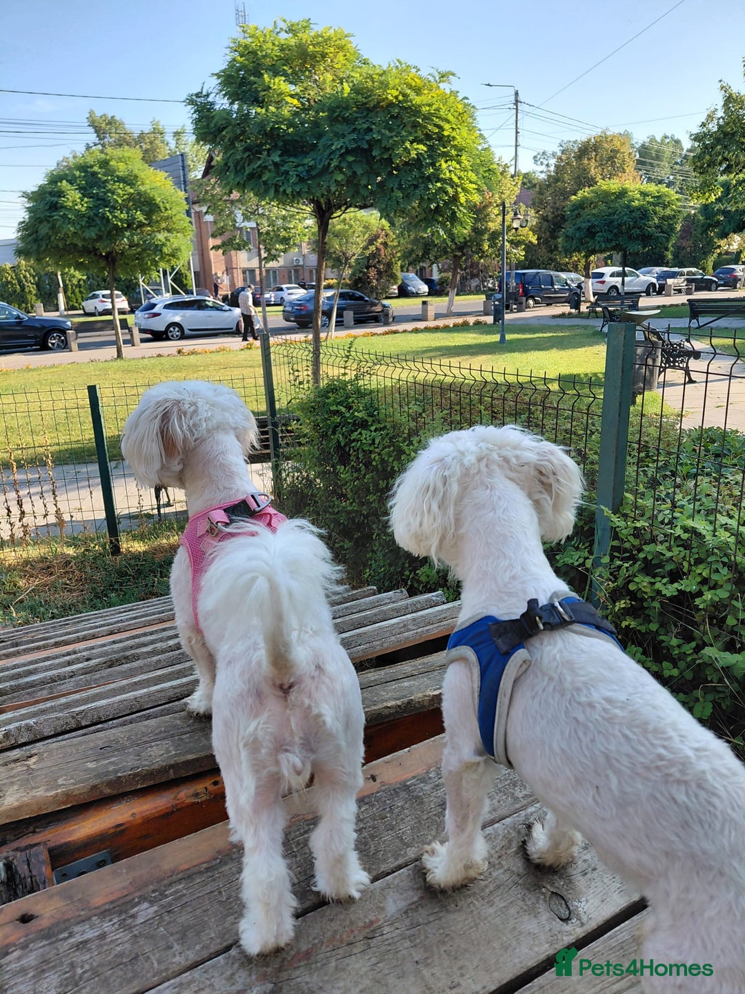 Bichon Frise dogs for adoption: ALBANO, a Lovely Bichon Boy - for a Loving Home - Image 12