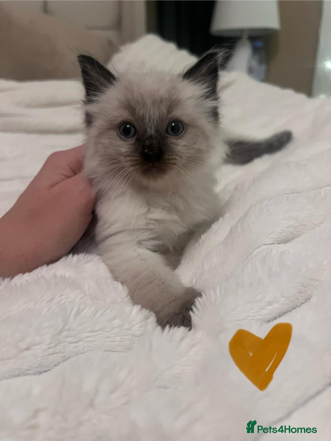 Ragdoll cats for sale: 4 gorgeous Ragdoll kittens for sale - Advert 10