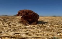 Toy Poodle dogs for sale: Toy Poodle Puppy – Red Apricot Girl - Image 18
