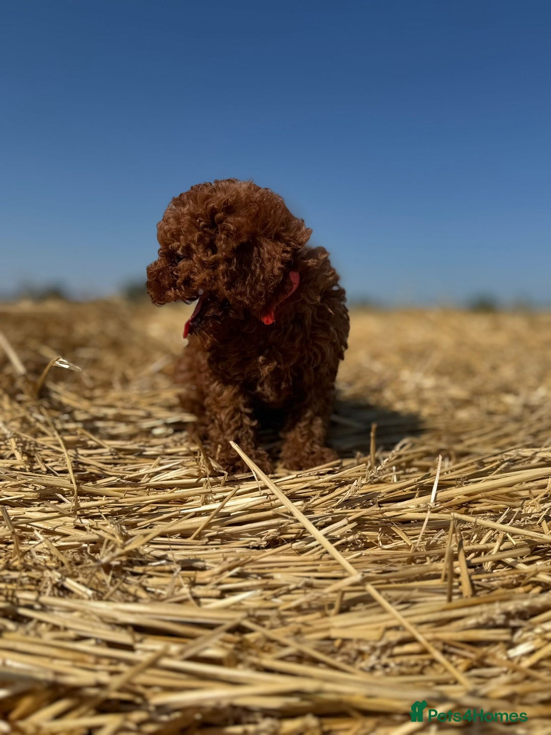 Toy Poodle dogs for sale: Toy Poodle Puppy – Red Apricot Girl - Image 18