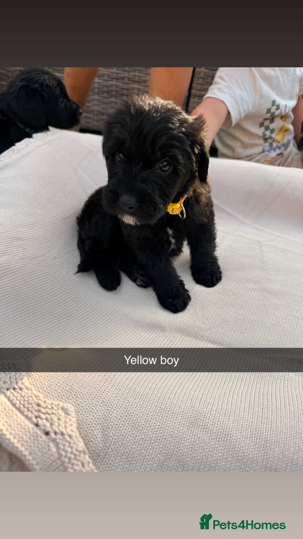Mixed Breed dogs for sale: Whoodle puppies  - Advert 9