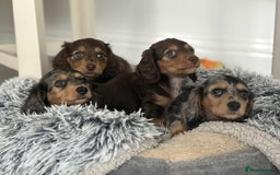 Miniature Dachshund dogs for sale: Long haired mini male dachshunds pups KC reg  - Image 1