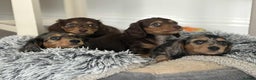 Miniature Dachshund dogs for sale: Last little long haired chocolate boy pup - Advert 8