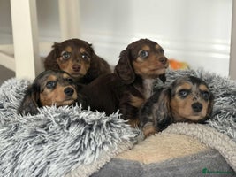 Miniature Dachshund dogs - Advert 4