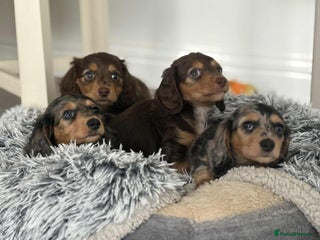 Miniature Dachshund dogs - Advert 8