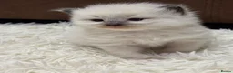 Ragdoll cats for sale: GCCF registered Ragdoll kittens - Advert 3