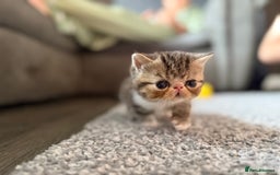 Exotic cats for sale: 4 beautiful exotic shorthair girls  - Image 8