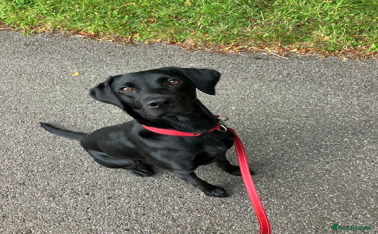 Labrador Retriever dogs - Advert 1