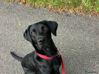 Labrador Retriever dogs - Advert 18