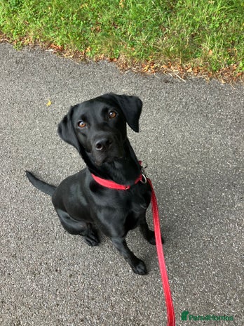 Labrador Retriever dogs - Advert 16