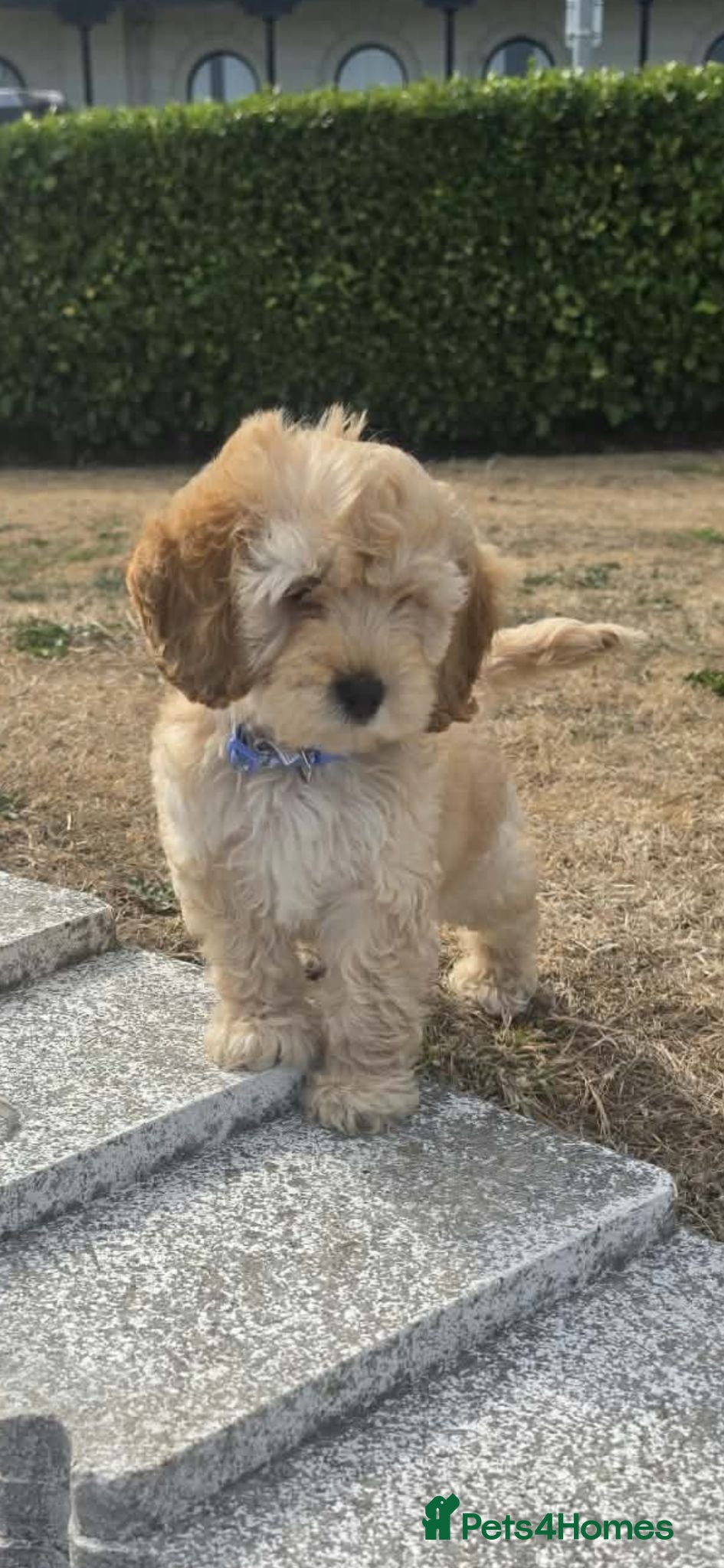 Cockapoo dogs I offer our beautiful princess - Advert 1