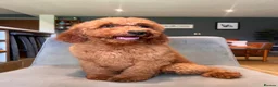 Goldendoodle dogs for sale: Mini Irishdoodle Ready now! health tested parents - Advert 40