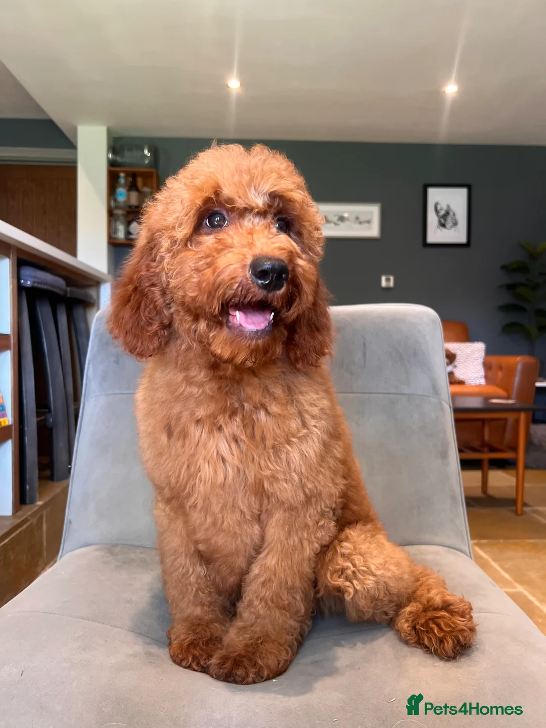 Goldendoodle dogs for sale: Mini Irishdoodle Ready now! health tested parents - Advert 40