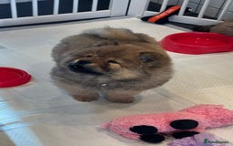 Chow Chow dogs for sale: Chow Puppies looking for new home - Image 6