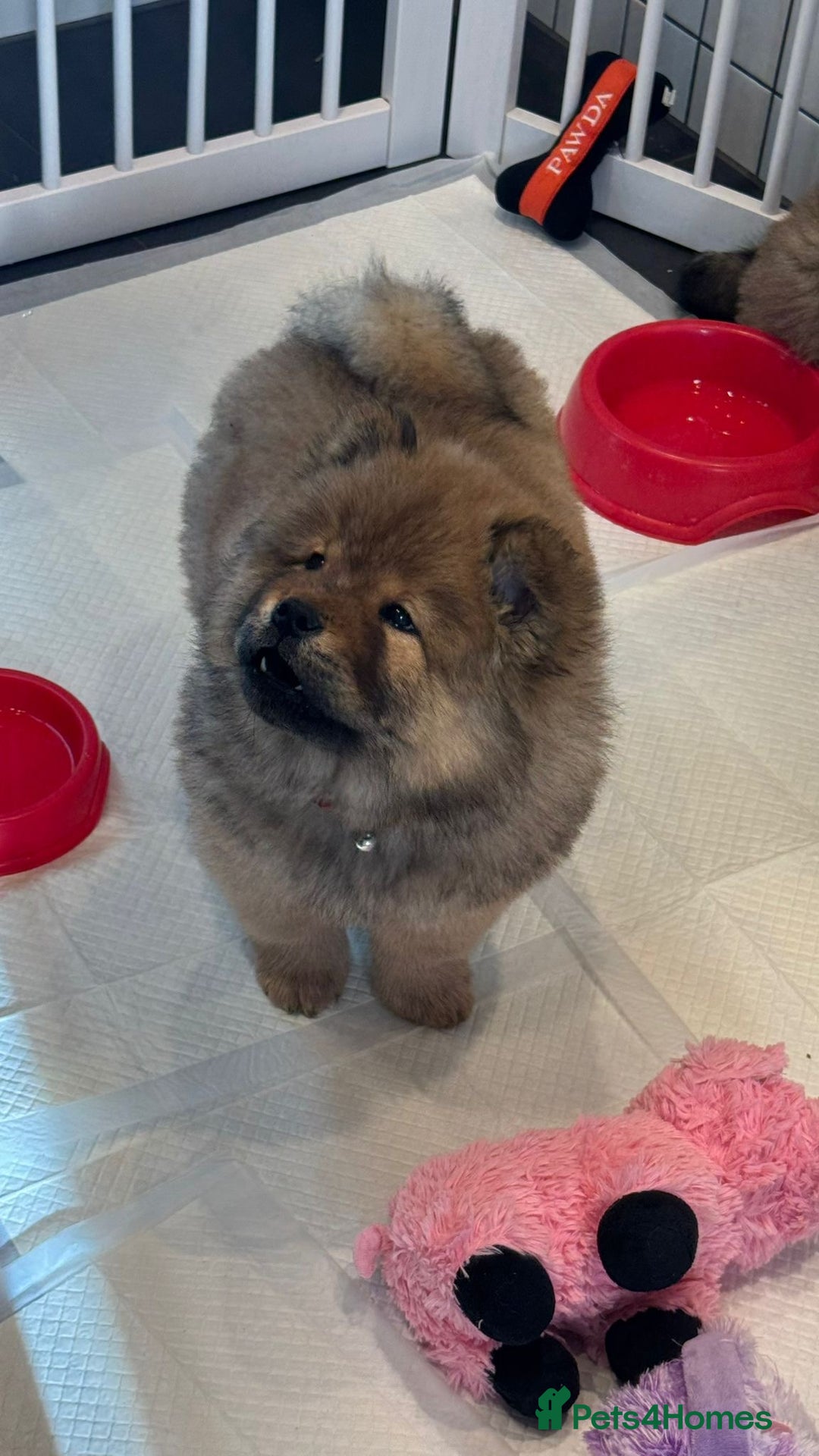 Chow Chow dogs for sale: Chow Puppies looking for new home - Image 6