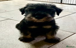 Schnauzer dogs for sale: Standard schnauzer Male pup - Image 2