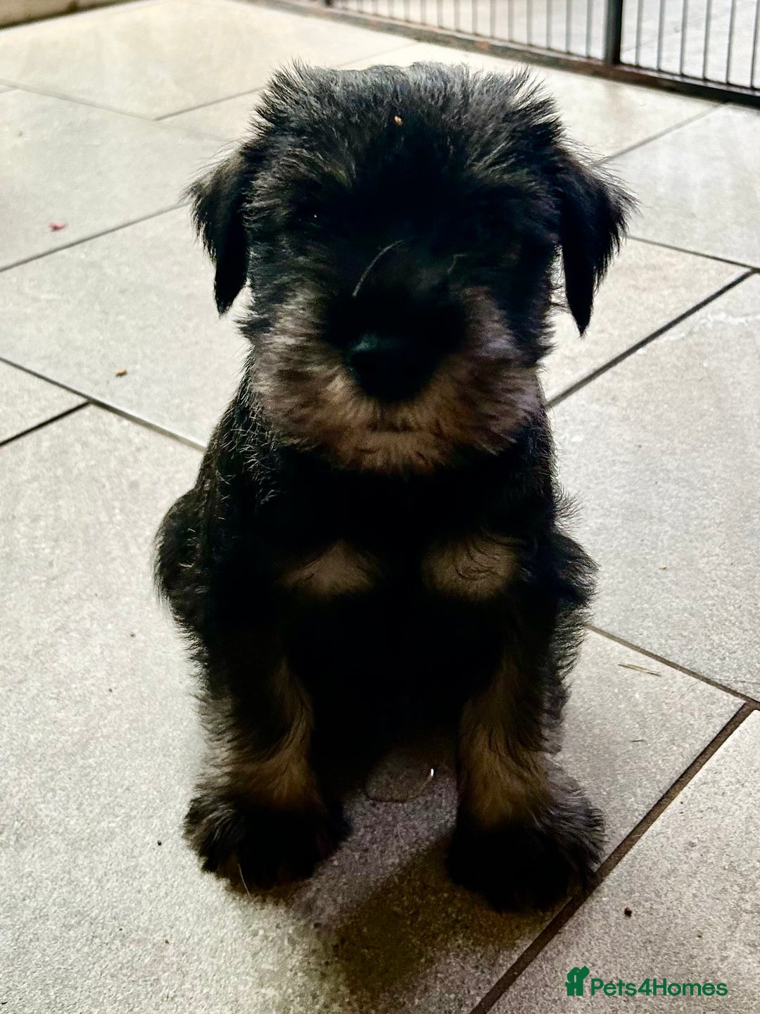Schnauzer dogs for sale: Standard schnauzer Male pup - Image 2