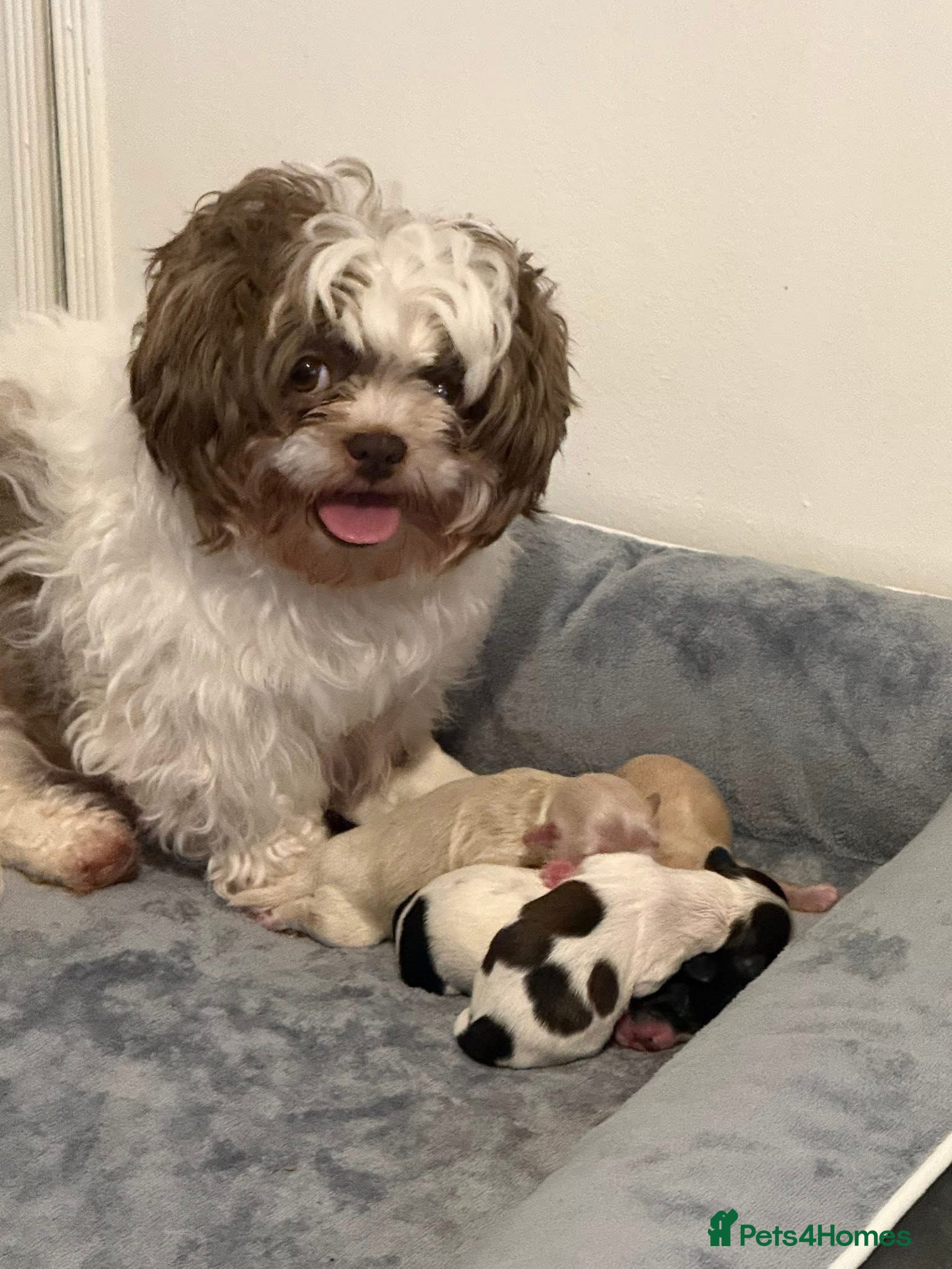 Shihpoo dogs 3x Shihpoo Male Puppies for sale - Advert 4