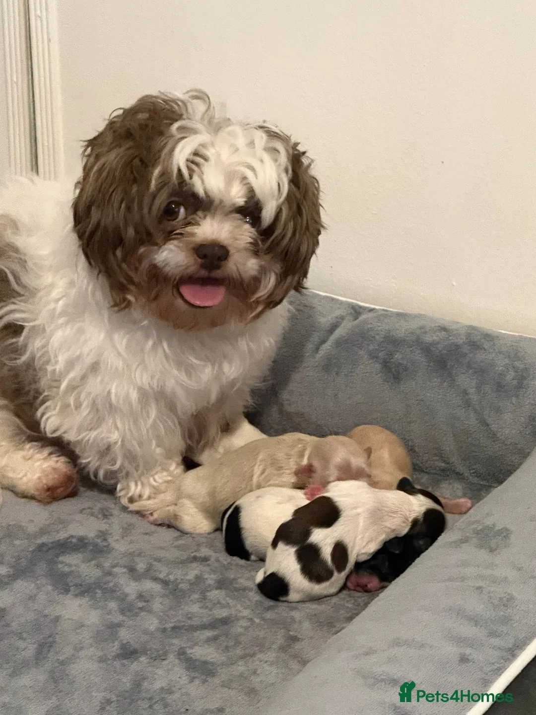 Shihpoo dogs for sale: 3x Shihpoo Male Puppies for sale - Advert 1