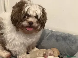 Shihpoo dogs 3x Shihpoo Male Puppies for sale - Advert 4