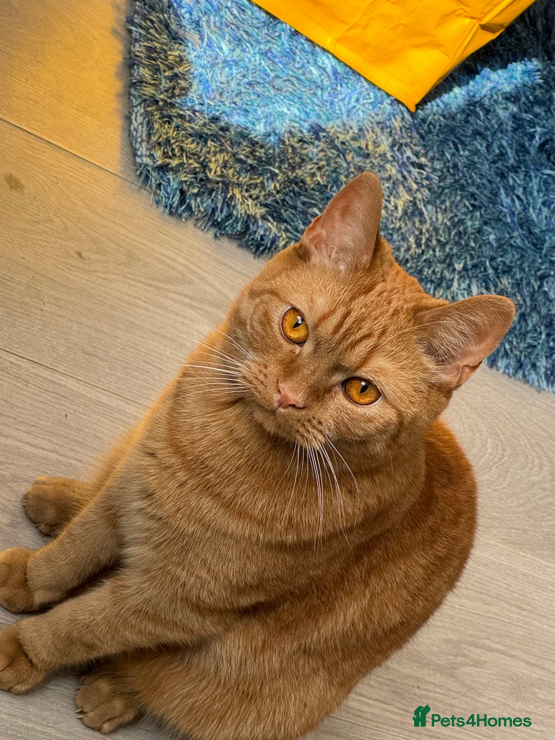 Domestic Shorthair cats for sale: Simba 2 years old - Advert 4