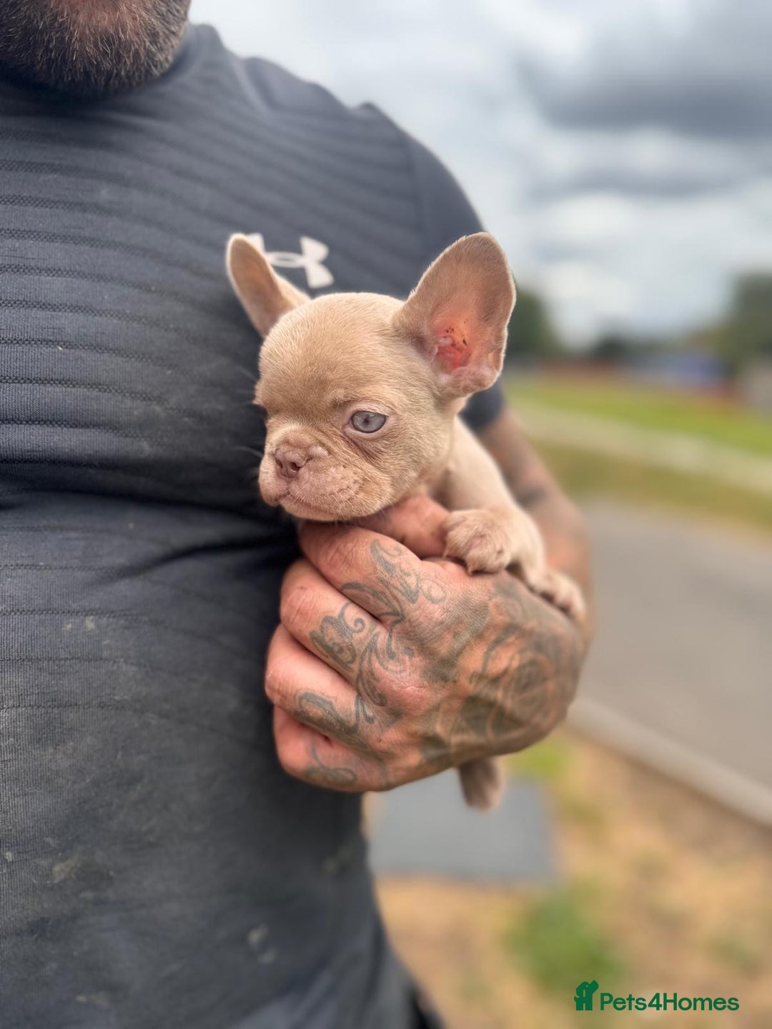 French Bulldog dogs for sale: ‼️ READY TO LEAVE NOW -3 French bulldog pups left! in Ripley - Image 20