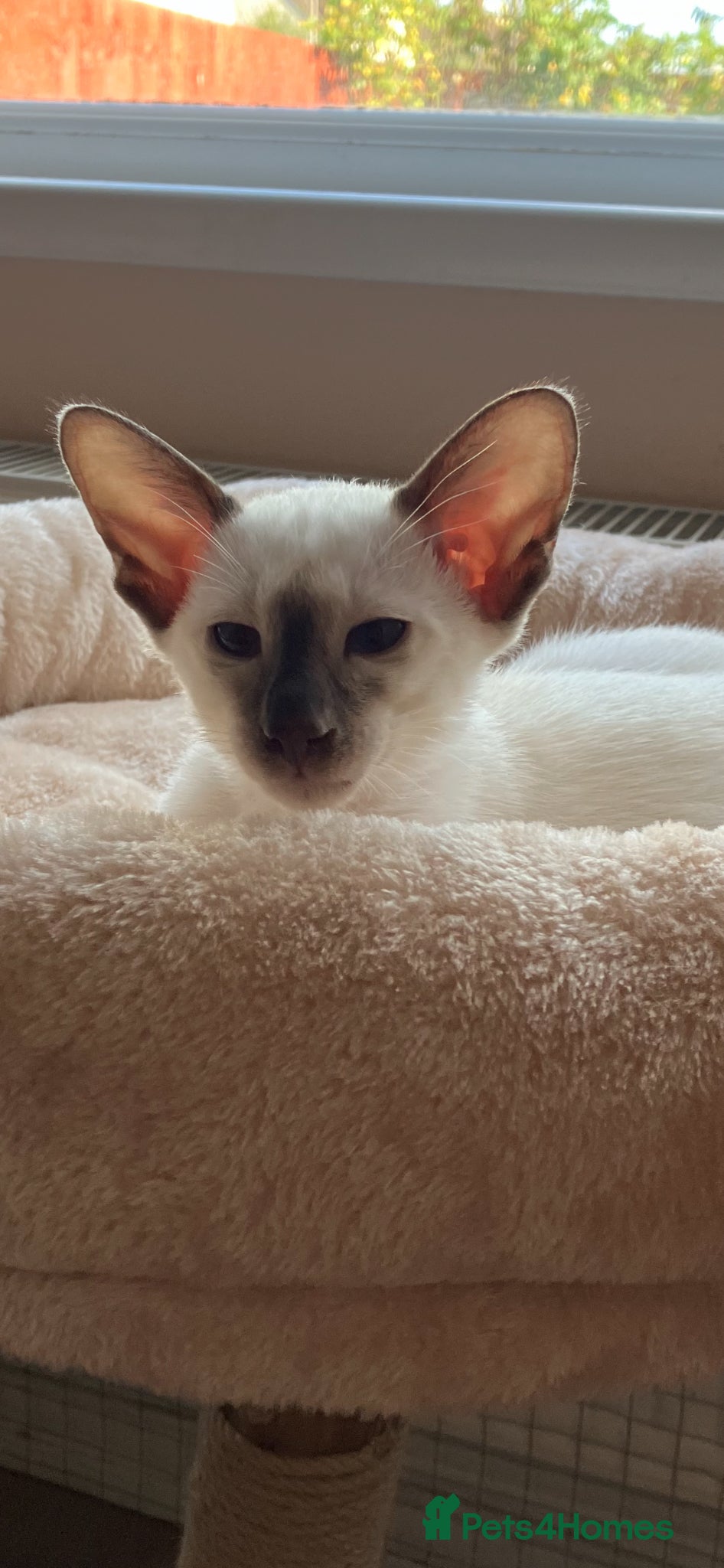 Siamese cats Beautiful adoring Siamese babies - Advert 16