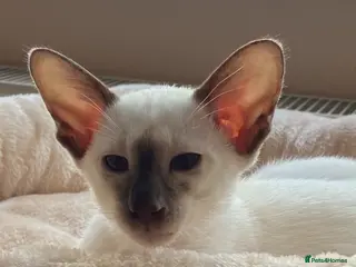 Siamese cats Beautiful adoring Siamese babies - Advert 16