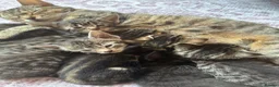 Bengal cats for sale: Beautiful Bengal kittens for sale in Chesterfield - Advert 3