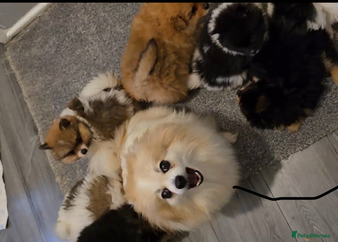Pomeranian dogs for sale: 2 stunning teddy bear Pomeranians boys - Image 6