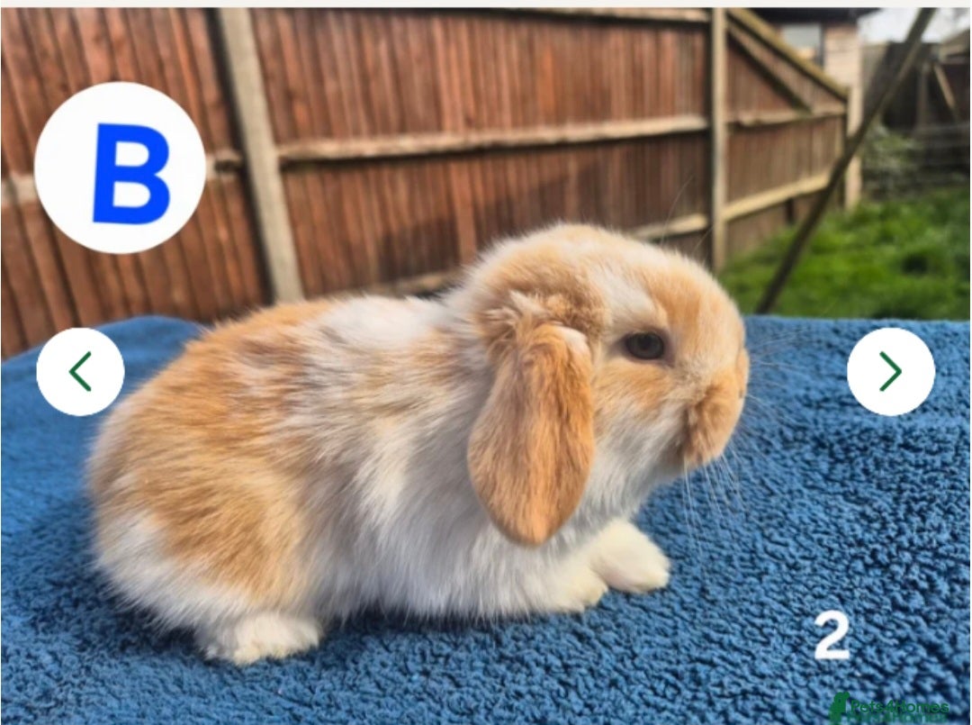 Mini Lop rabbits ❤️ READY APRIL 25TH💙  - Advert 1