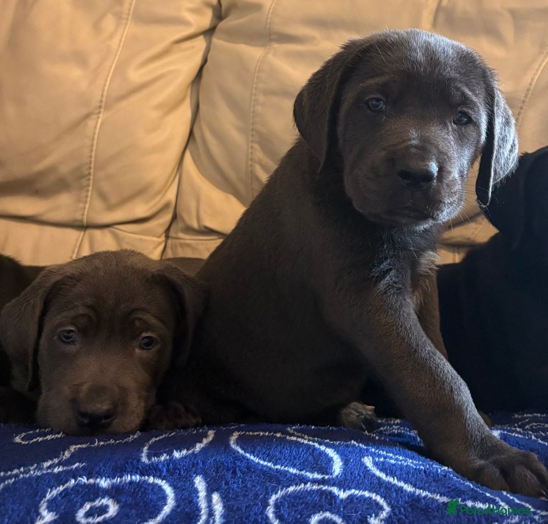 Cane Corso dogs for sale: 2 blue & 2 black cane corso girls! Can leave now🐾 - Image 14