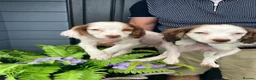 Cocker Spaniel dogs for sale: Cocker spaniel puppies  in Bedlington - Advert 5