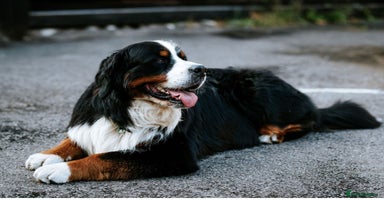 Bernese Mountain Dog dogs Exceptional Bernese Mountain Dog For Stud - Advert 8