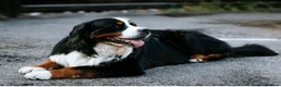 Bernese Mountain Dog dogs for stud: Exceptional Bernese Mountain Dog For Stud - Advert 2