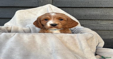 Cocker Spaniel dogs - Advert 1