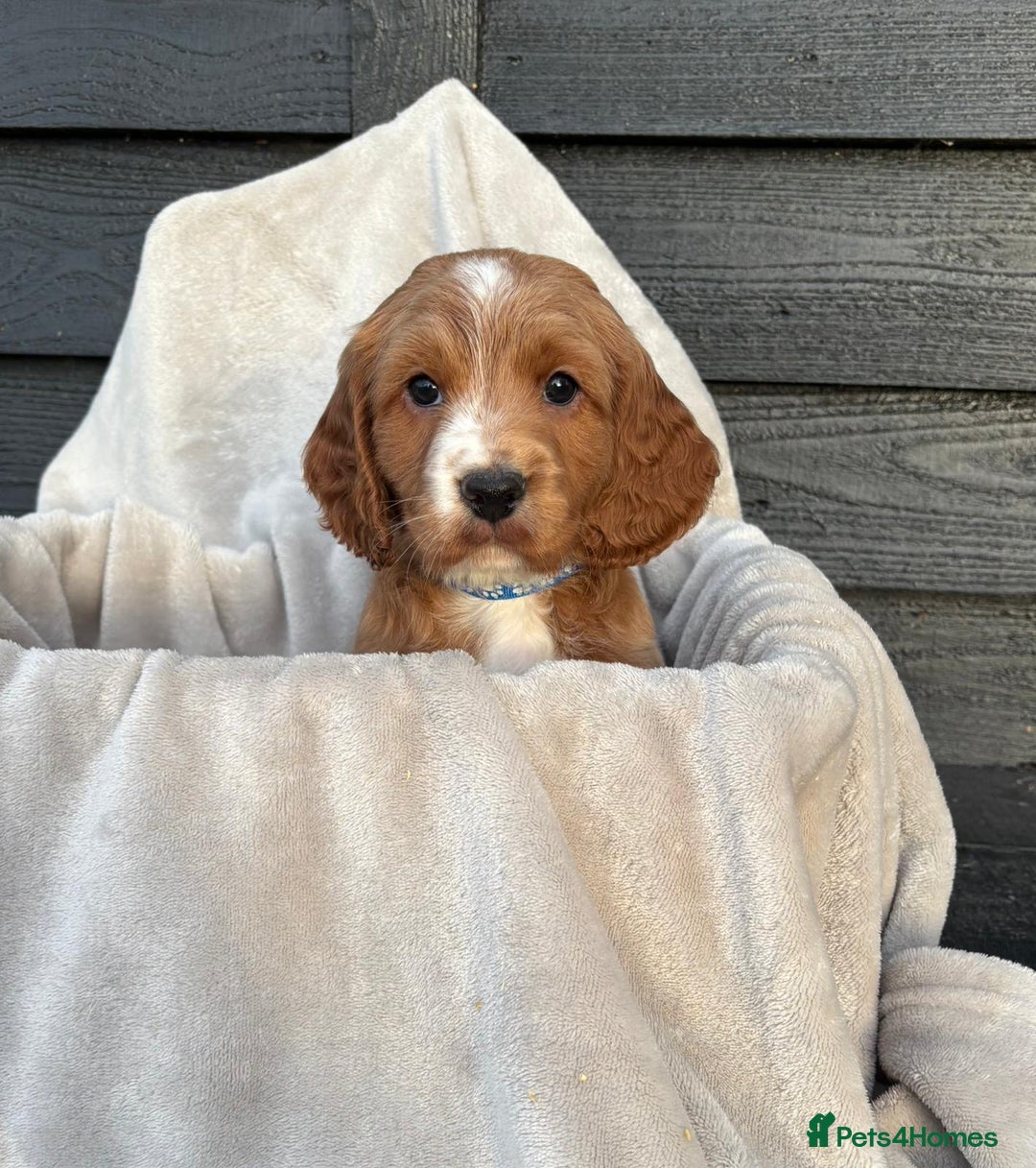 Cocker Spaniel dogs for sale: Six beautiful cocker spaniel puppies - Image 3