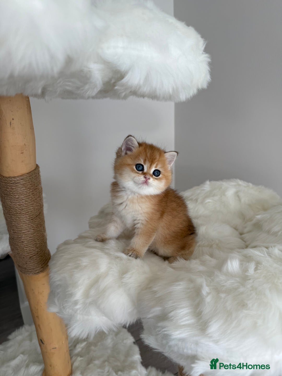 British Shorthair cats for sale: Golden Blue British Shorthair kittens  - Image 23
