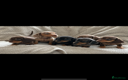 Miniature Dachshund dogs for sale: Kc registered miniature dachshund puppies  - Image 3