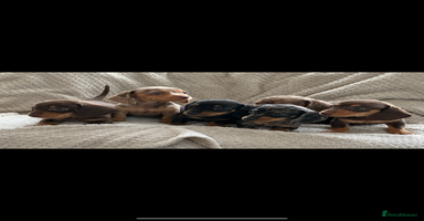 Miniature Dachshund dogs - Advert 16