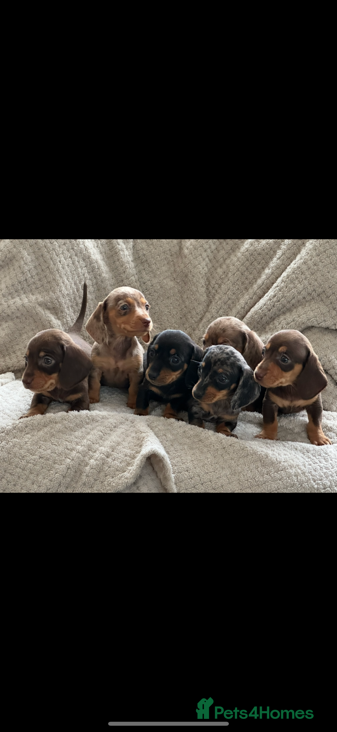 Miniature Dachshund dogs for sale: Kc registered miniature dachshund puppies  - Image 3