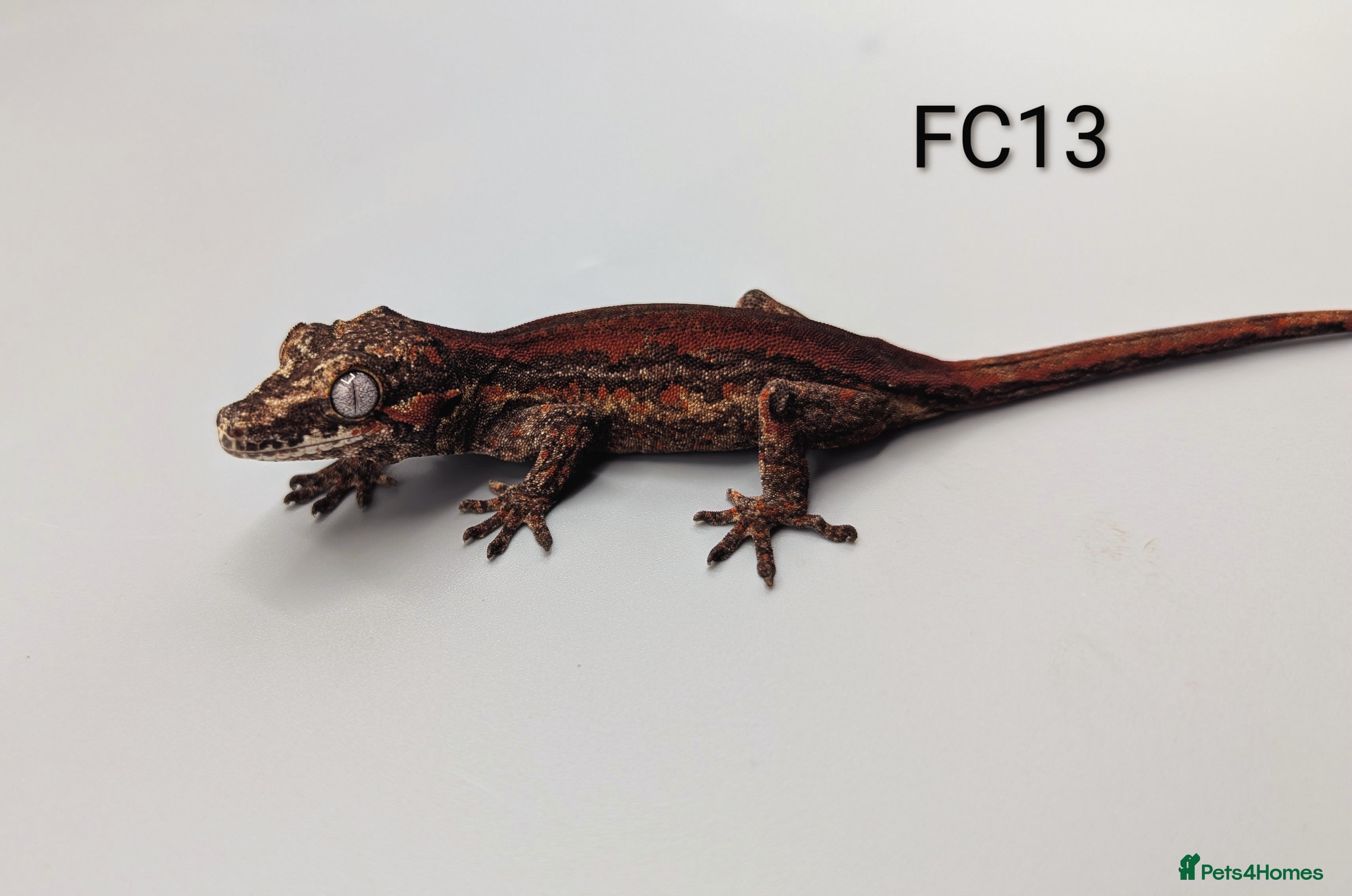 Gecko reptiles Red & Orange Stripe Gargoyle Gecko CB25  - Advert 8