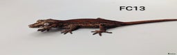 Gecko reptiles for sale: Red & Orange Stripe Gargoyle Gecko CB25  - Advert 1