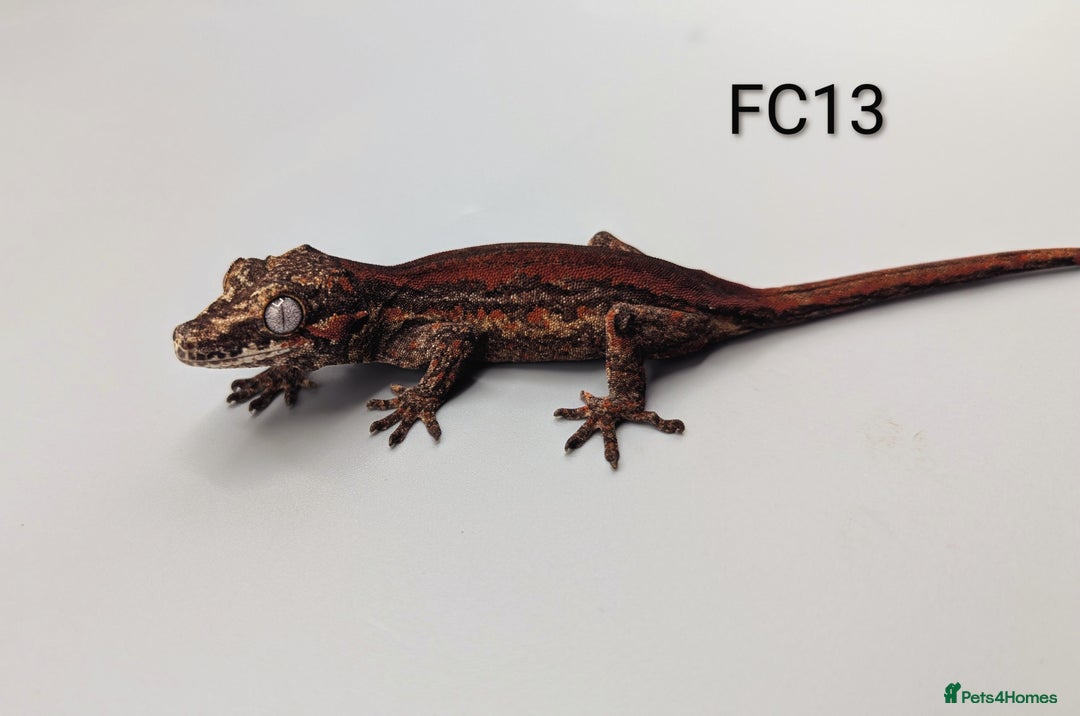 Gecko reptiles for sale: Red & Orange Stripe Gargoyle Gecko CB25  - Advert 1
