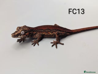 Gecko reptiles Red & Orange Stripe Gargoyle Gecko CB25 - Advert 8
