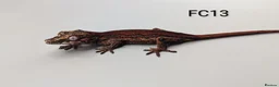 Gecko reptiles for sale: Red & Orange Stripe Gargoyle Gecko CB25  - Advert 1
