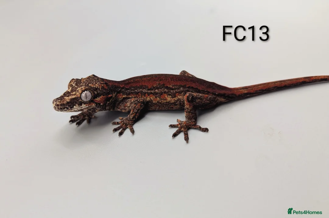 Gecko reptiles for sale: Red & Orange Stripe Gargoyle Gecko CB25  - Advert 1